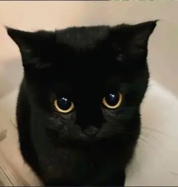 Profile image of Yuuto