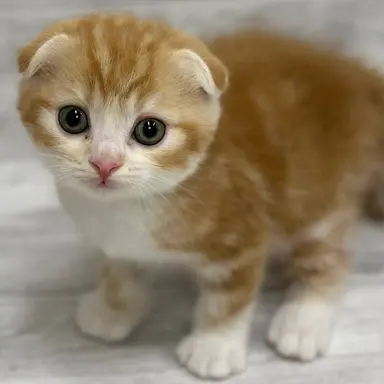 Profile image of シュナ