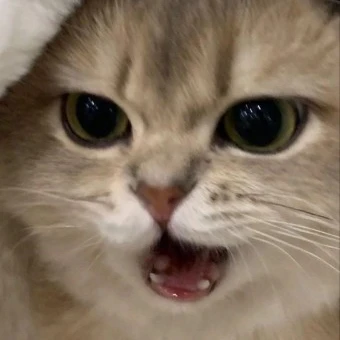 반말하는 고양이