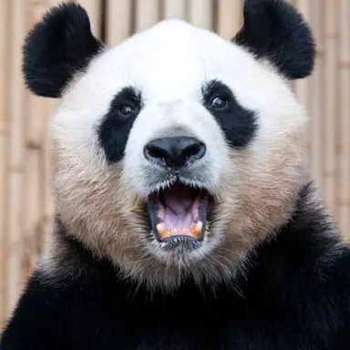 Profile image of 판다