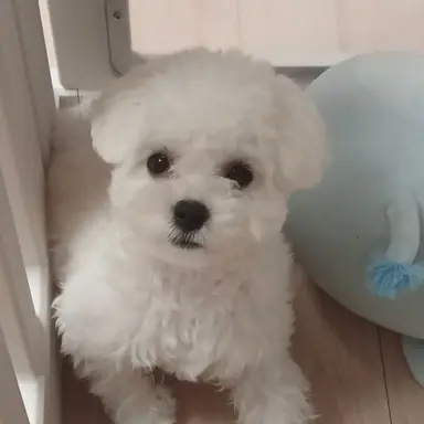 Profile image of 엠비에스