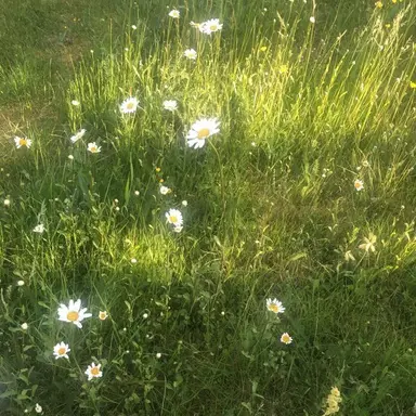 Profile image of 정형준-정참치