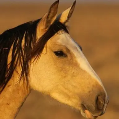 Profile image of Ringer horse