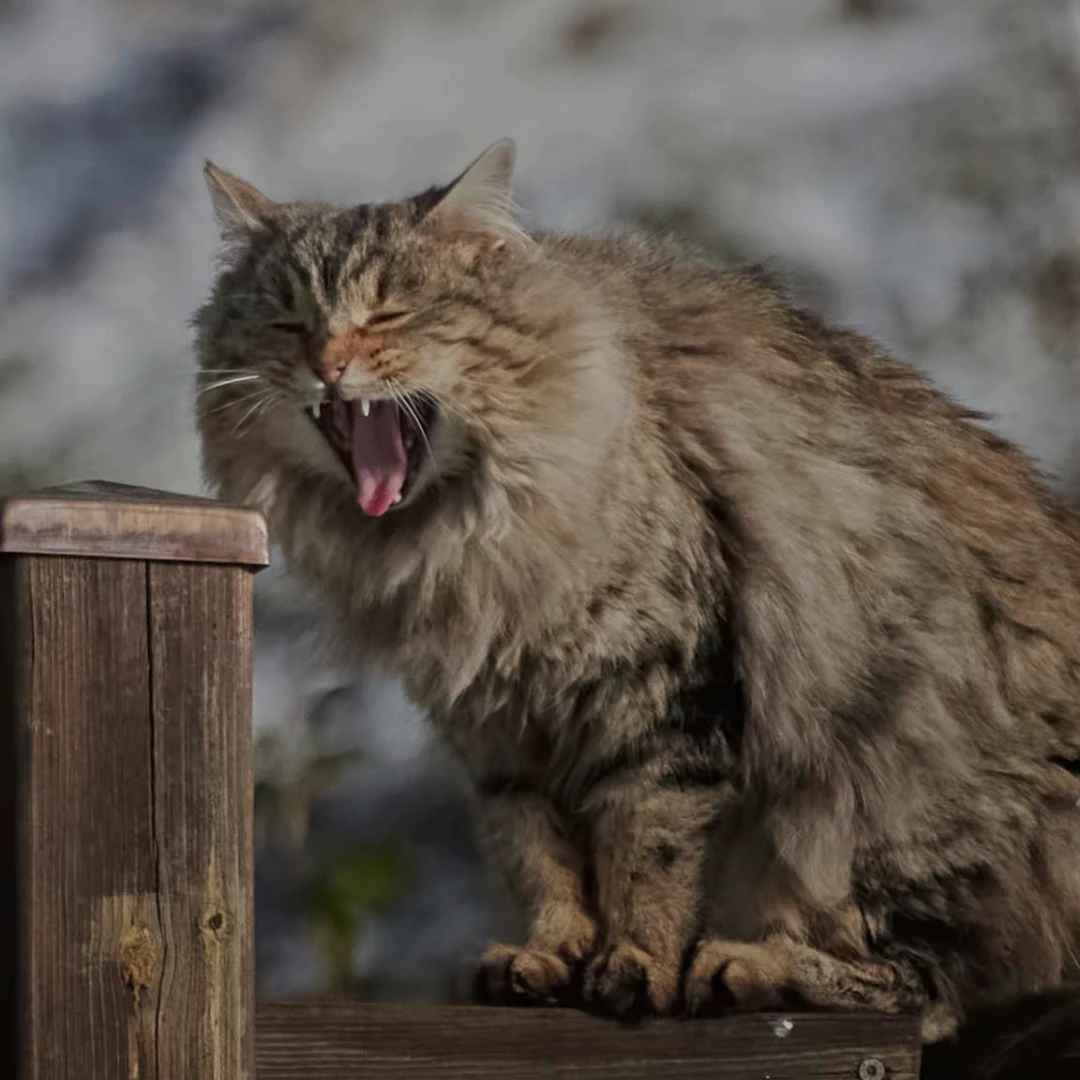 냥늉이