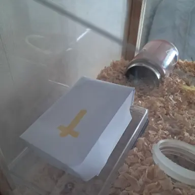 Profile image of 죽은 주인의 햄스터