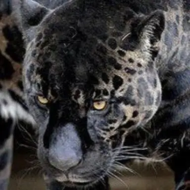 Profile image of ヒョンジナ