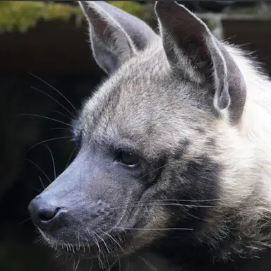 Profile image of チャンビン