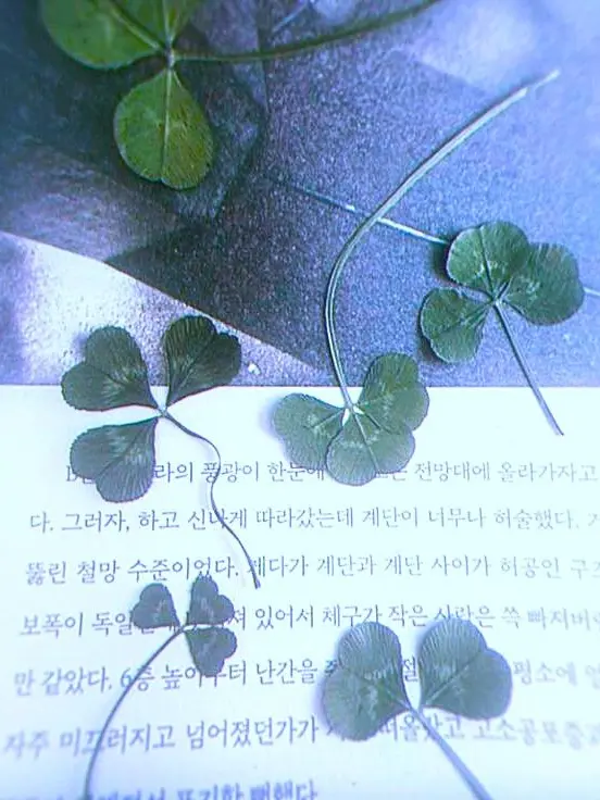 k4rma의 " 세잎클로버 "