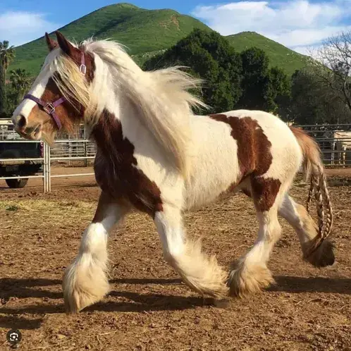 WornFez0400의 Goliath