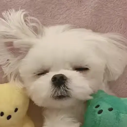 Ansanbam의 강아지 포포