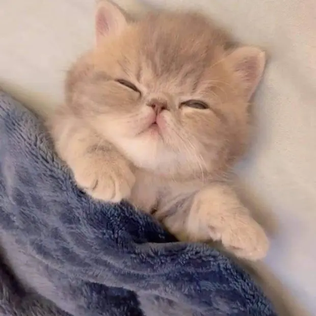 SleekLatch9902의 달냥