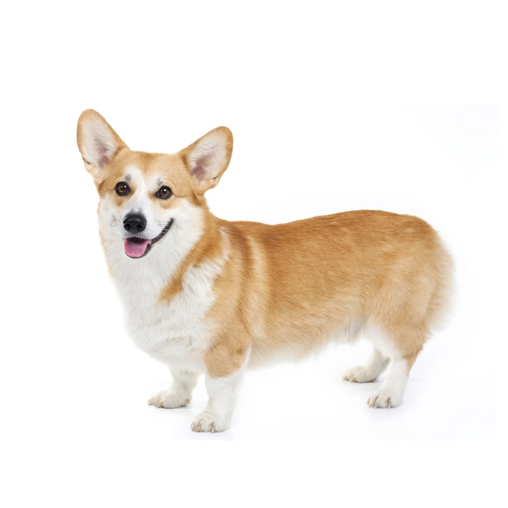인절미