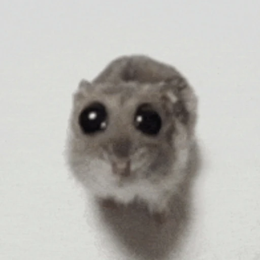 햄스터