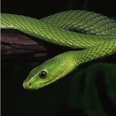 Profile image of 공룡