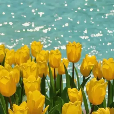 Profile image of 황수진