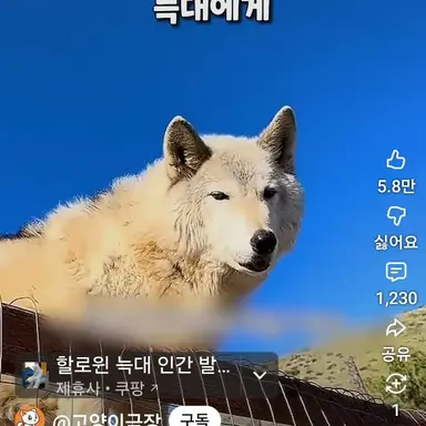 Profile image of 늑대