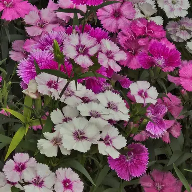 Profile image of 공룡