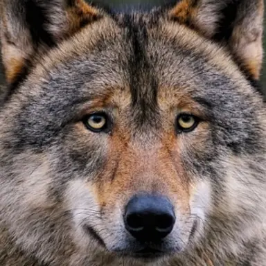 Profile image of 늑대