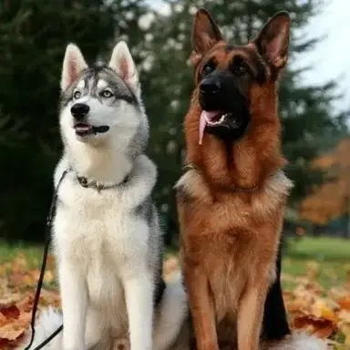Profile image of Kodiak and Gunther