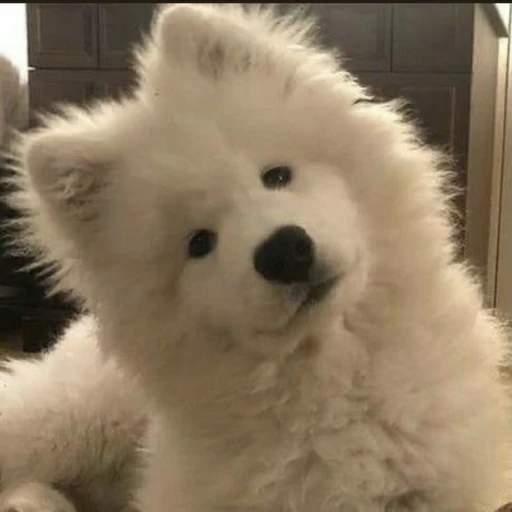 닿의