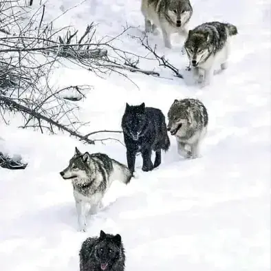 RearIbis1559의 Wolf Pack RPG