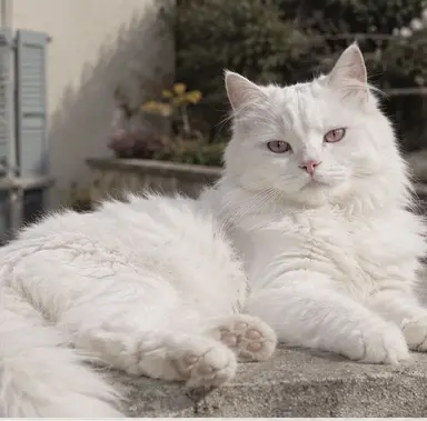 Profile image of Mochi