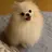 뽀삐