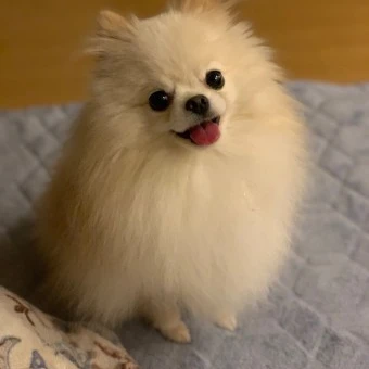 뽀삐