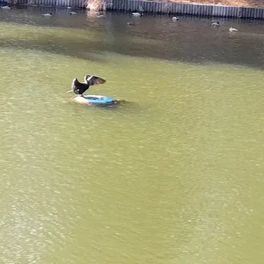 Profile image of ゆうぽぽ