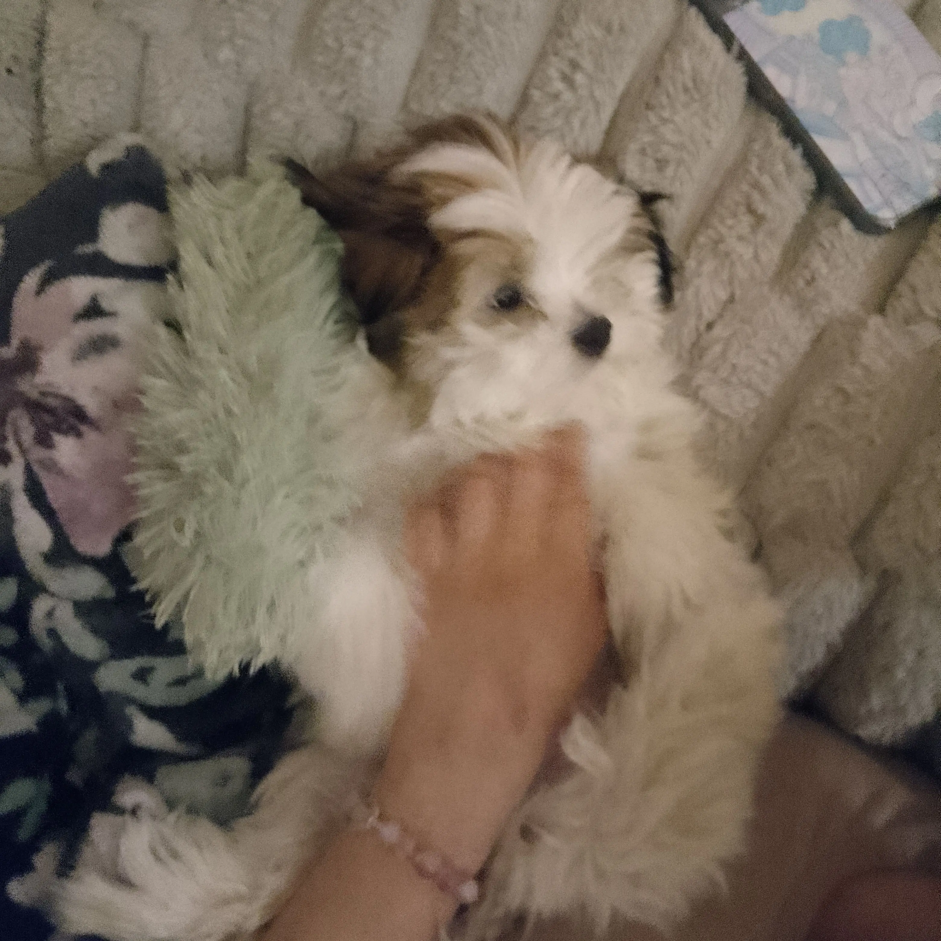IcyBlock2137의 Cute asf dog