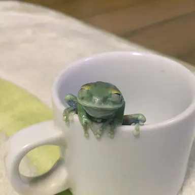 Profile image of 하모리 카우리