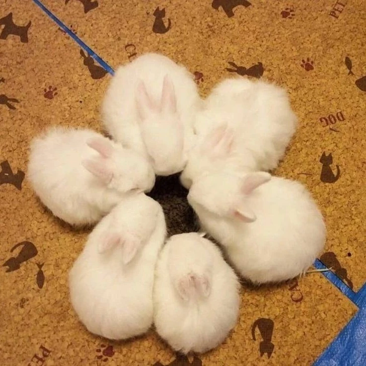 아가 토끼 수인