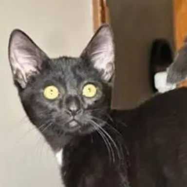 Profile image of Mestra