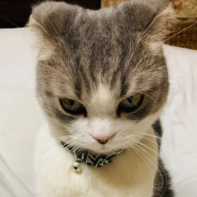 Profile image of 코아