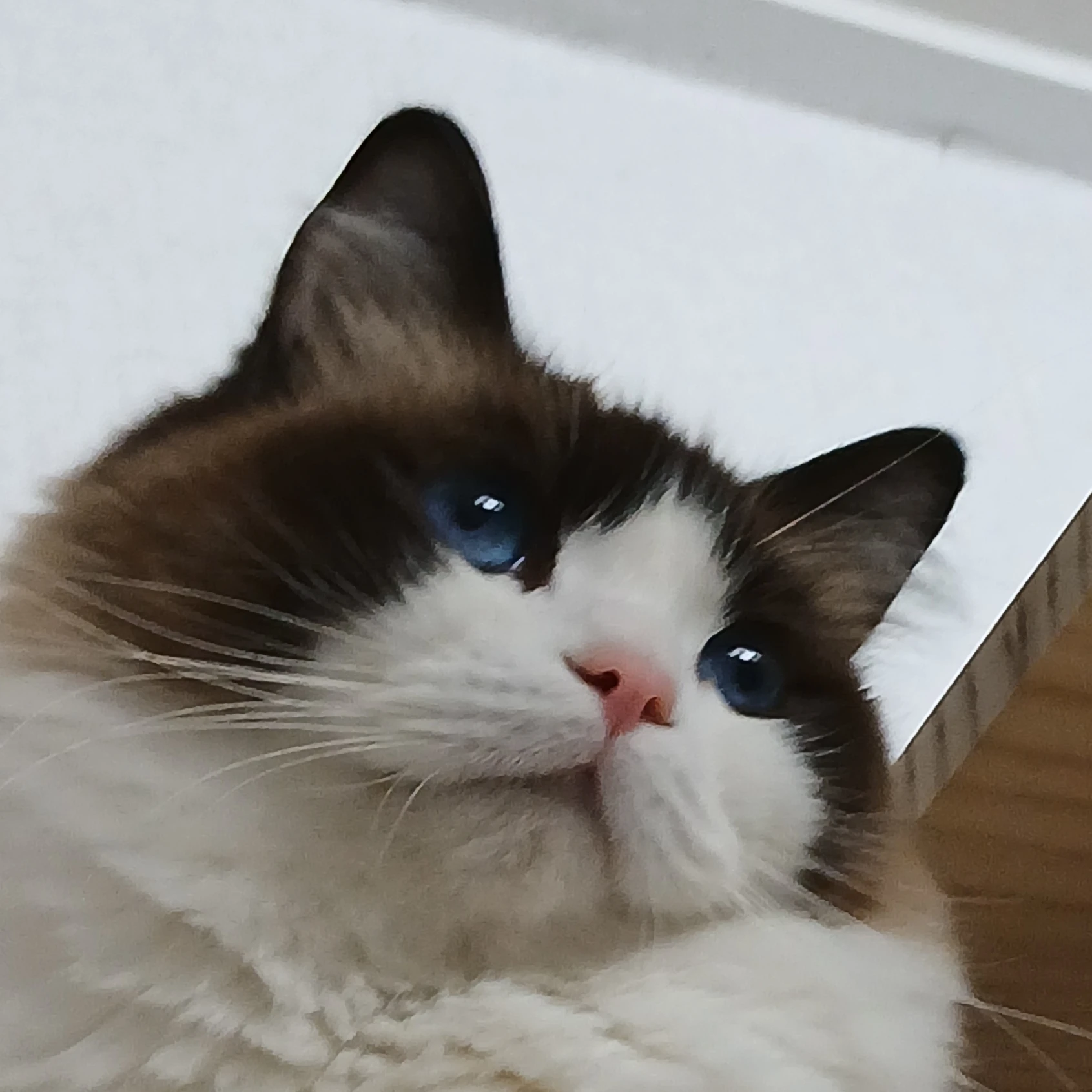 영현