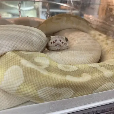 Profile image of ディオ