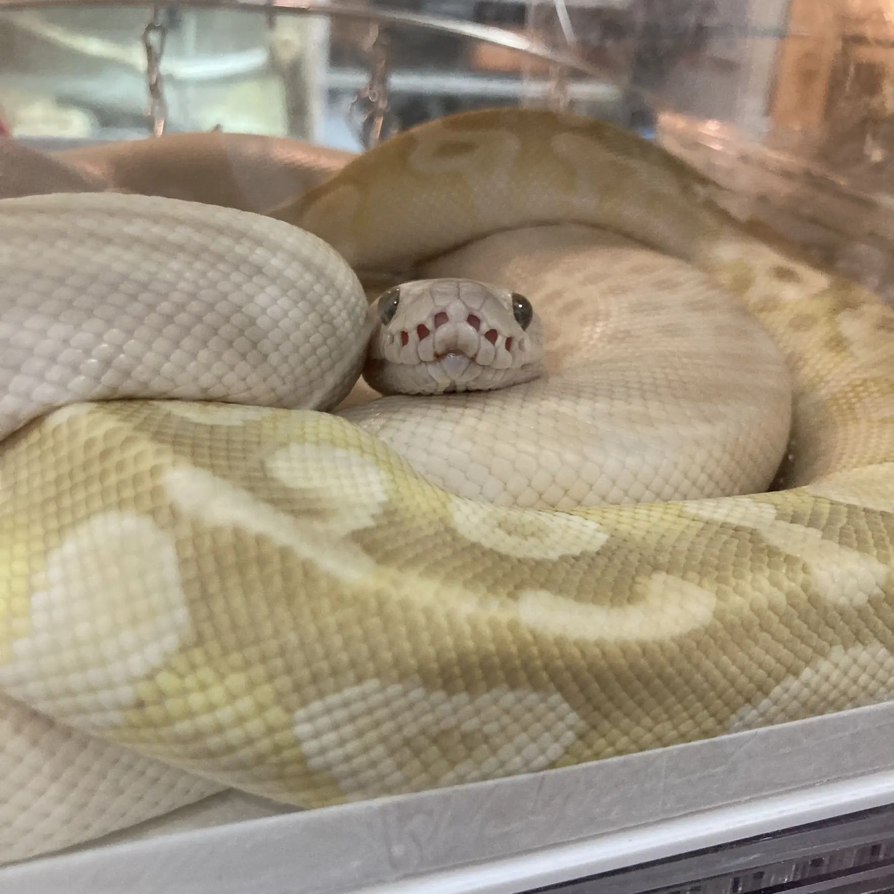 MoodyLava6882의 でっかい🐍