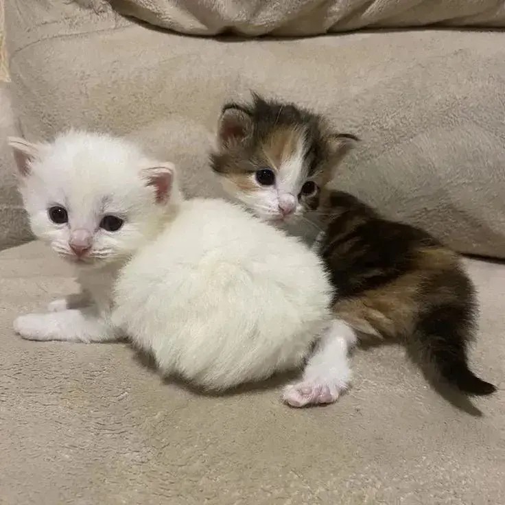 CutePin7596의 Tiny Kittens