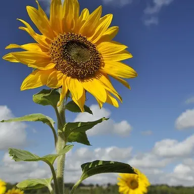 Profile image of 해바라기