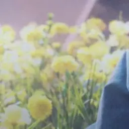 Profile image of ヨンベ