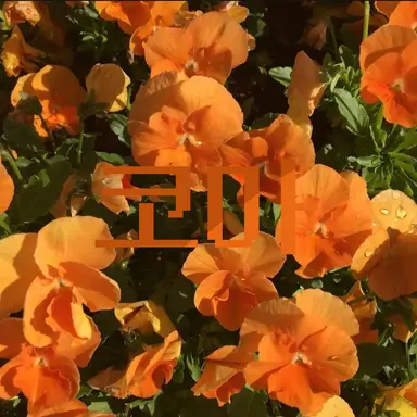 Profile image of 코마