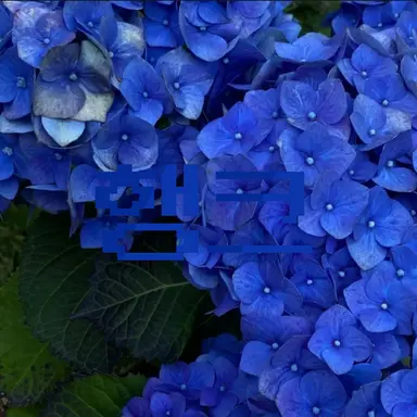 Profile image of 행크