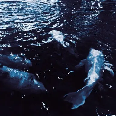 Profile image of 파이브