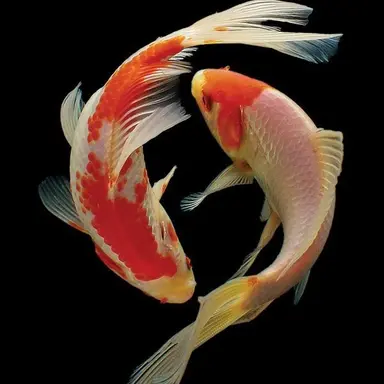 Profile image of 시그릴