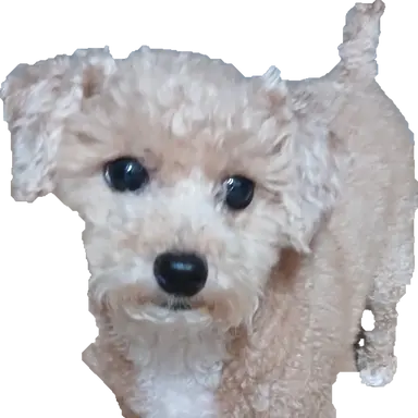 Profile image of 푸들
