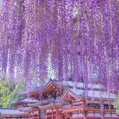 Profile image of 玲王