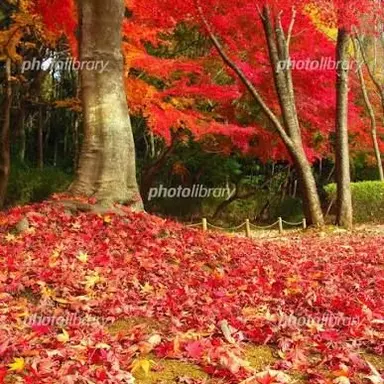 Profile image of 千切