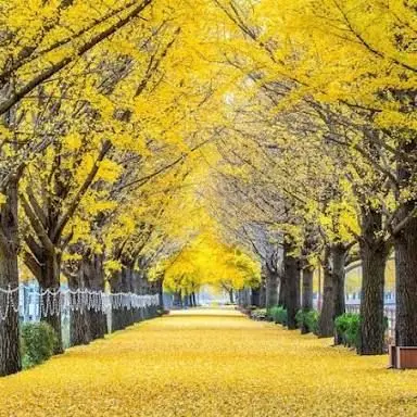 Profile image of 蜂楽