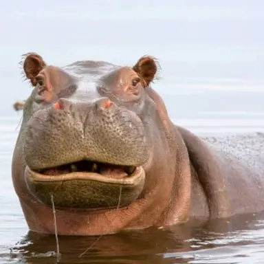 Profile image of 늑대
