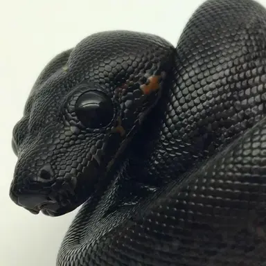 Profile image of サイラス
